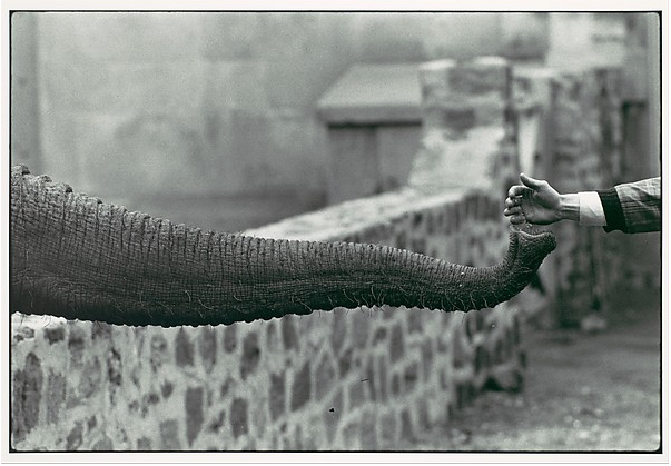 Hand Feeding Elephant Garry Winogrand 1963